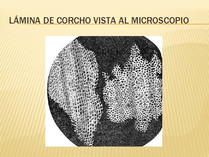 LÁMINA DE CORCHO VISTA AL MICROSCOPIO 