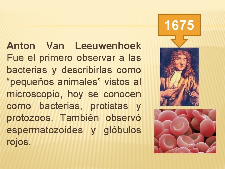 1675 Anton Van Leeuwenhoek Fue el primero observar a las bacterias y describirlas como