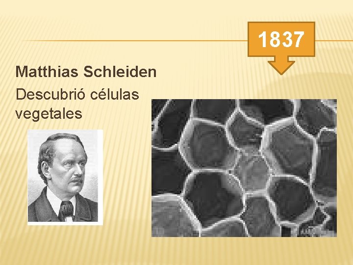 1837 Matthias Schleiden Descubrió células vegetales 