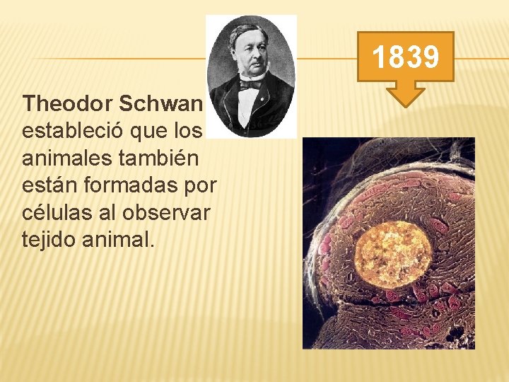 1839 Theodor Schwann estableció que los animales también están formadas por células al observar