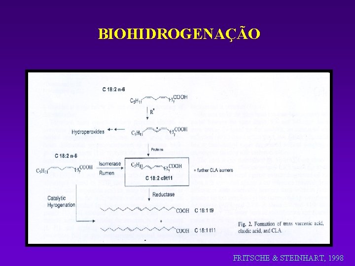 BIOHIDROGENAÇÃO FRITSCHE & STEINHART, 1998 