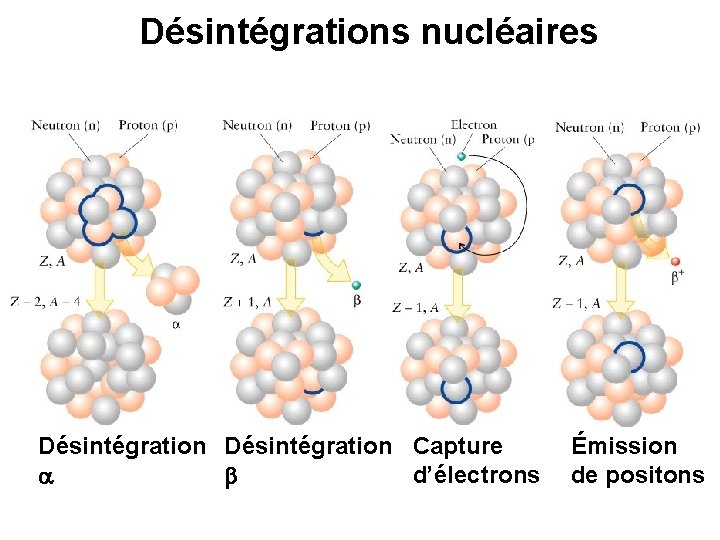 Désintégrations nucléaires Désintégration Capture d’électrons a b Émission de positons 