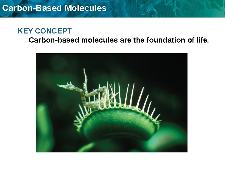 Carbon-Based Molecules KEY CONCEPT Carbon-based molecules are the foundation of life. 