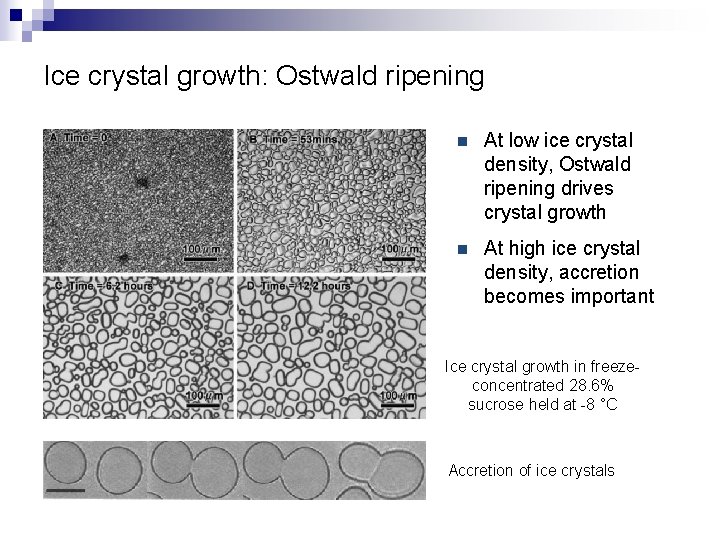 Ice crystal growth: Ostwald ripening n At low ice crystal density, Ostwald ripening drives Ice crystal growth: Ostwald ripening n At low ice crystal density, Ostwald ripening drives