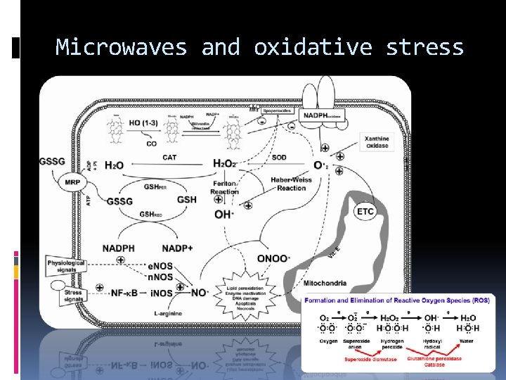 Microwaves and oxidative stress 