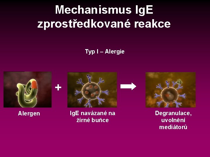 Mechanismus Ig. E zprostředkované reakce Typ I – Alergie + Alergen Ig. E navázané