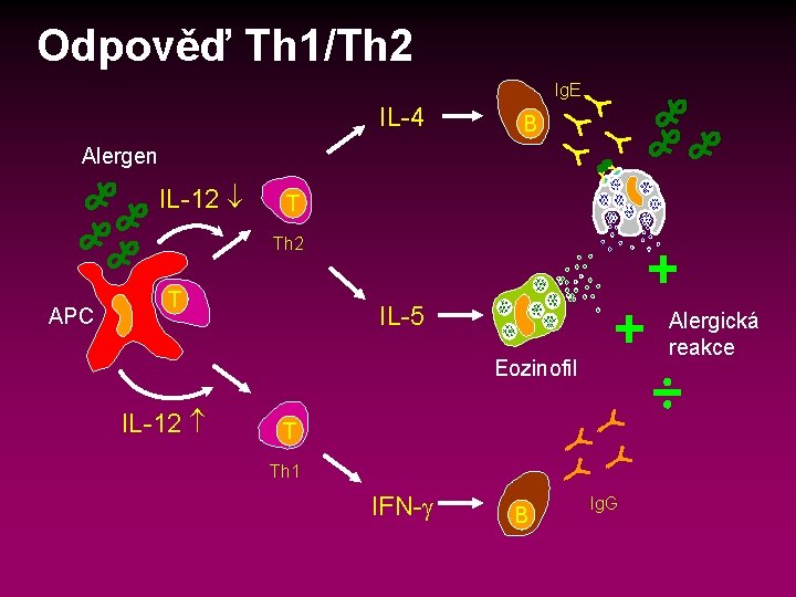 Odpověď Th 1/Th 2 Ig. E IL-4 B Alergen IL-12 T Th 2 APC