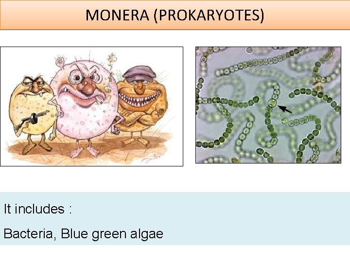 MONERA (PROKARYOTES) It includes : Bacteria, Blue green algae 