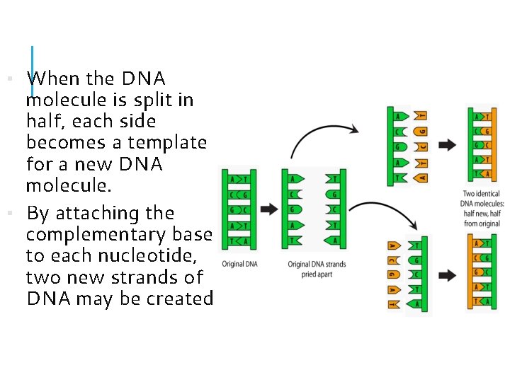 ▪ When the DNA molecule is split in half, each side becomes a template ▪ When the DNA molecule is split in half, each side becomes a template