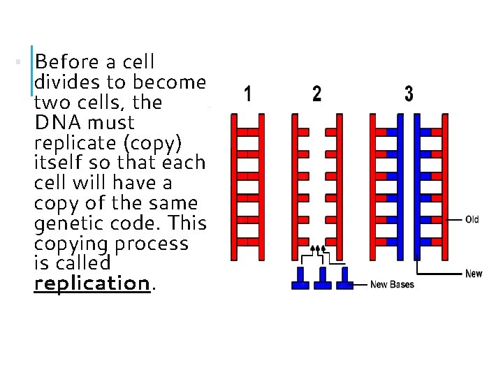 ▪ Before a cell divides to become two cells, the DNA must replicate (copy) ▪ Before a cell divides to become two cells, the DNA must replicate (copy)