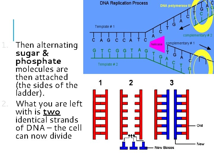 1. Then alternating sugar & phosphate molecules are then attached (the sides of the 1. Then alternating sugar & phosphate molecules are then attached (the sides of the