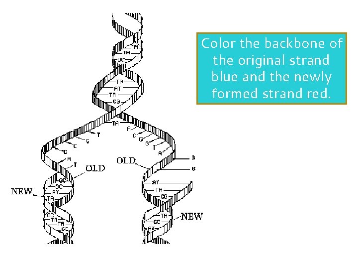 Color the backbone of the original strand blue and the newly formed strand red. Color the backbone of the original strand blue and the newly formed strand red.