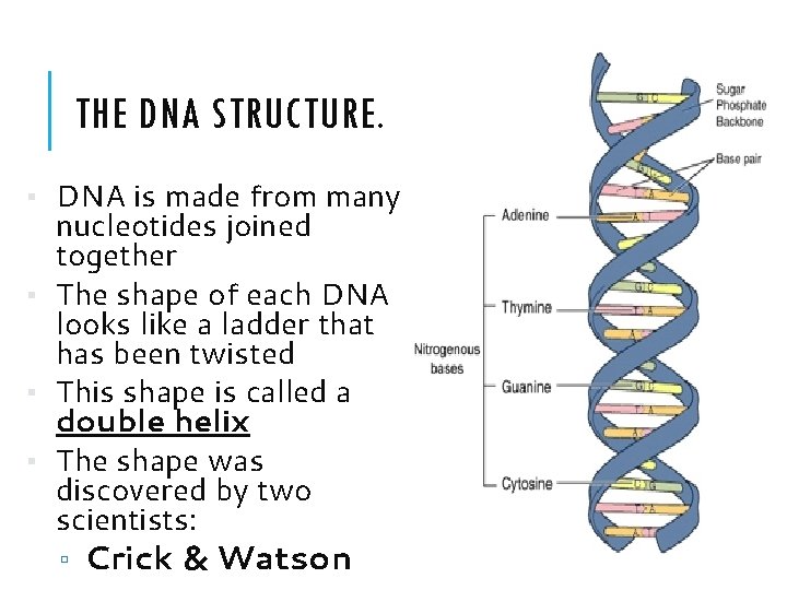 THE DNA STRUCTURE. ▪ DNA is made from many nucleotides joined together ▪ The THE DNA STRUCTURE. ▪ DNA is made from many nucleotides joined together ▪ The