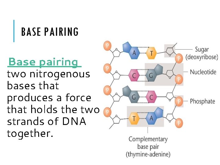 BASE PAIRING Base pairing is t two nitrogenous bases that produces a force that BASE PAIRING Base pairing is t two nitrogenous bases that produces a force that