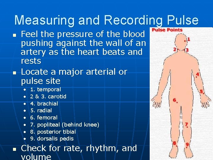 Measuring and Recording Pulse n n Feel the pressure of the blood pushing against