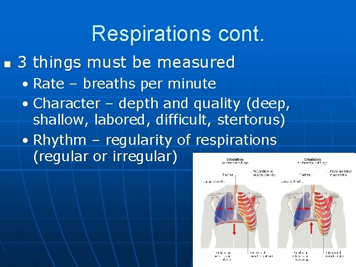 Respirations cont. n 3 things must be measured • Rate – breaths per minute