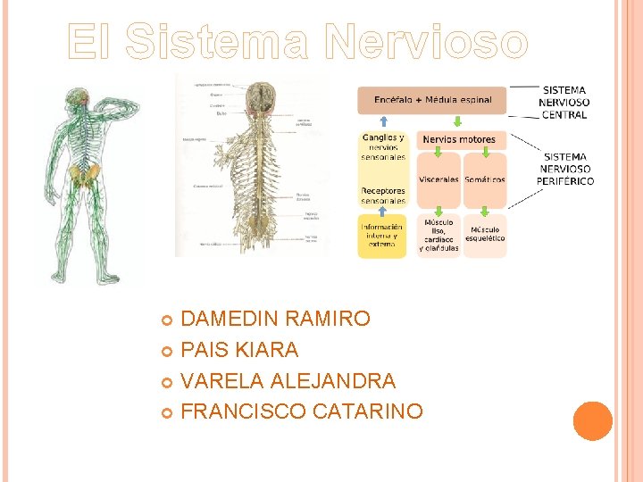 El Sistema Nervioso DAMEDIN RAMIRO PAIS KIARA VARELA ALEJANDRA FRANCISCO CATARINO 