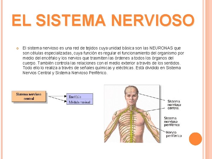 EL SISTEMA NERVIOSO El sistema nervioso es una red de tejidos cuya unidad básica