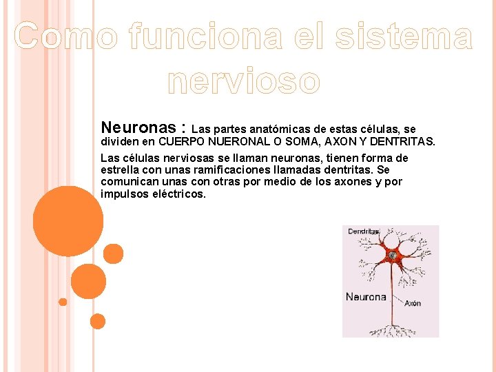 Como funciona el sistema nervioso Neuronas : Las partes anatómicas de estas células, se