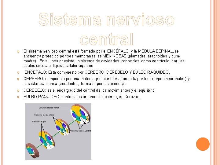 Sistema nervioso central El sistema nervioso central está formado por el ENCÉFALO y la