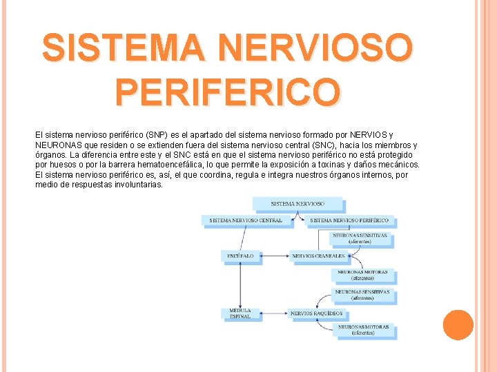 SISTEMA NERVIOSO PERIFERICO El sistema nervioso periférico (SNP) es el apartado del sistema nervioso