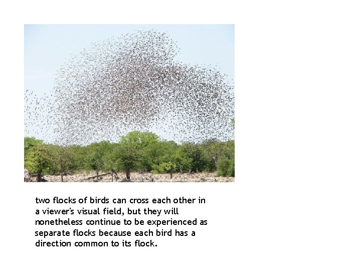 two flocks of birds can cross each other in a viewer's visual field, but