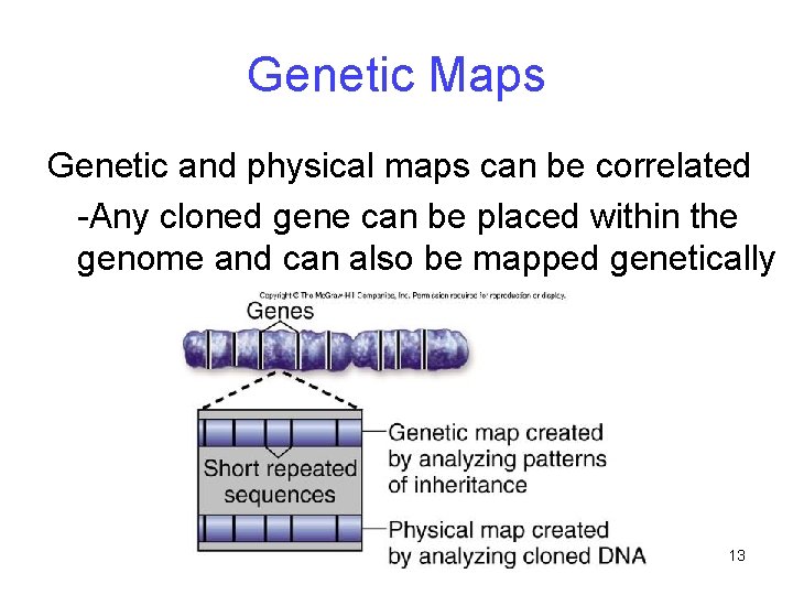 Genetic Maps Genetic and physical maps can be correlated -Any cloned gene can be