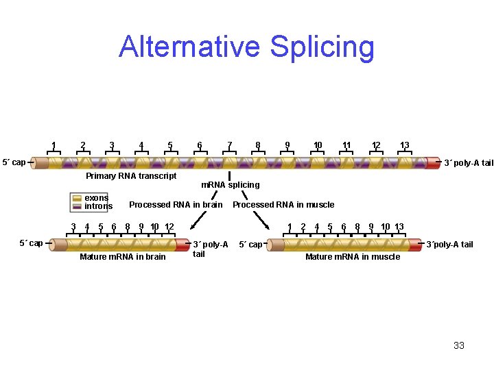 Alternative Splicing 1 2 3 4 5 6 7 8 9 10 11 12