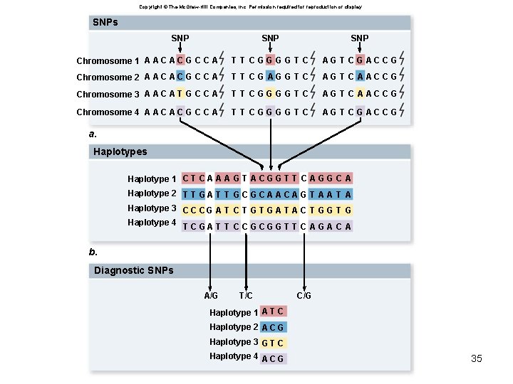 Copyright © The Mc. Graw-Hill Companies, Inc. Permission required for reproduction or display. SNPs