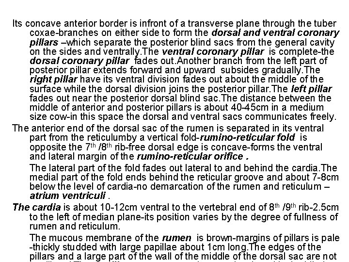 Its concave anterior border is infront of a transverse plane through the tuber coxae-branches