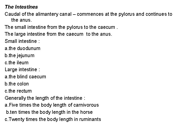 The Intestines Caudal of the alimantery canal – commences at the pylorus and continues