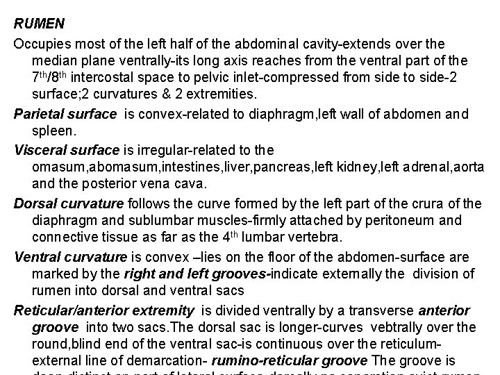 RUMEN Occupies most of the left half of the abdominal cavity-extends over the median