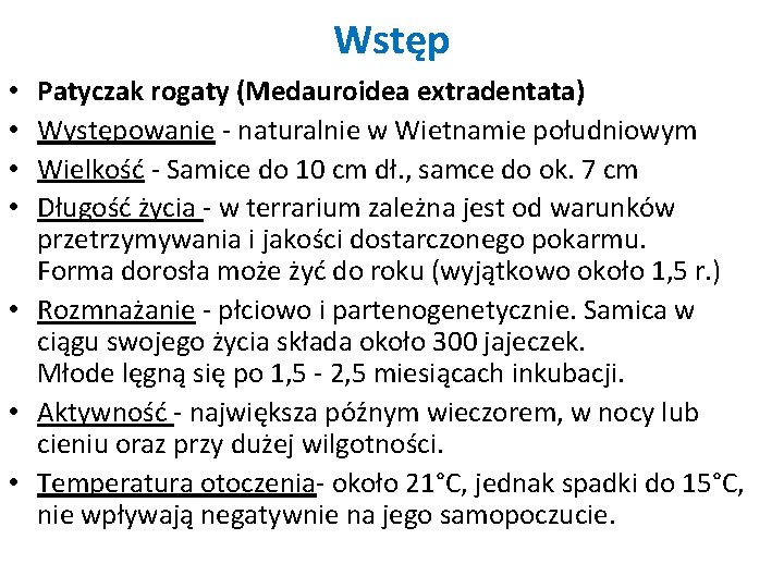 Wstęp Patyczak rogaty (Medauroidea extradentata) Występowanie - naturalnie w Wietnamie południowym Wielkość - Samice