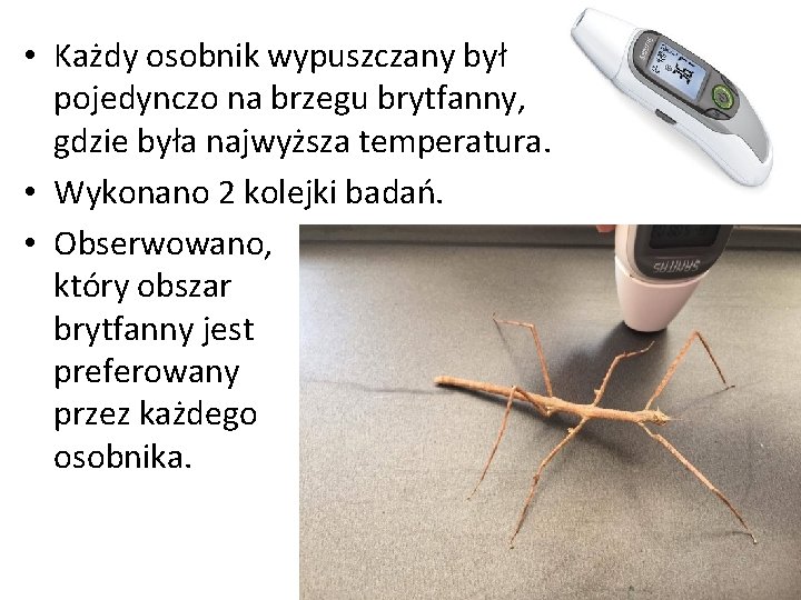  • Każdy osobnik wypuszczany był pojedynczo na brzegu brytfanny, gdzie była najwyższa temperatura.