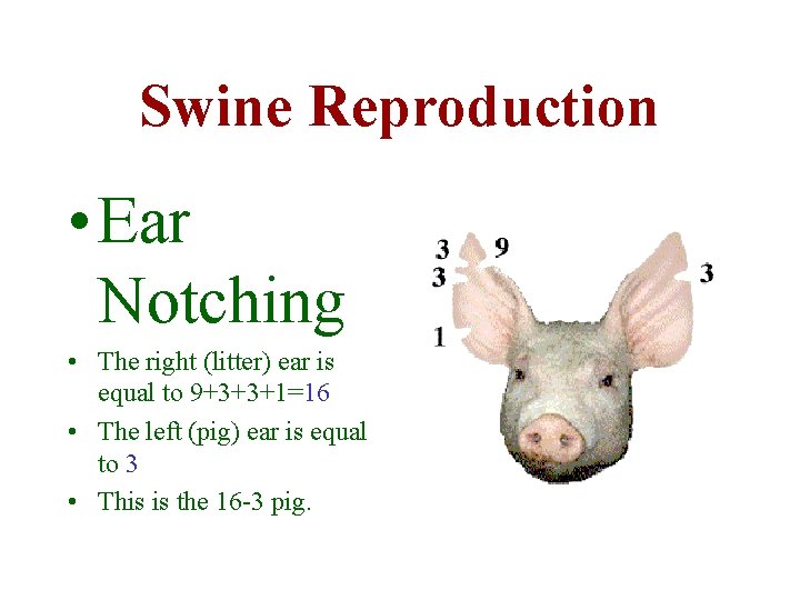 Swine Reproduction • Ear Notching • The right (litter) ear is equal to 9+3+3+1=16