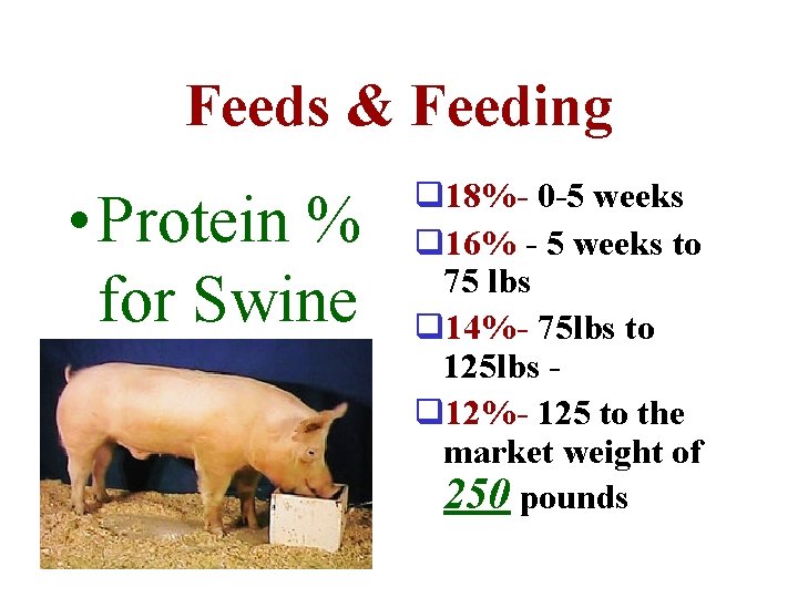 Feeds & Feeding • Protein % for Swine q 18%- 0 -5 weeks q