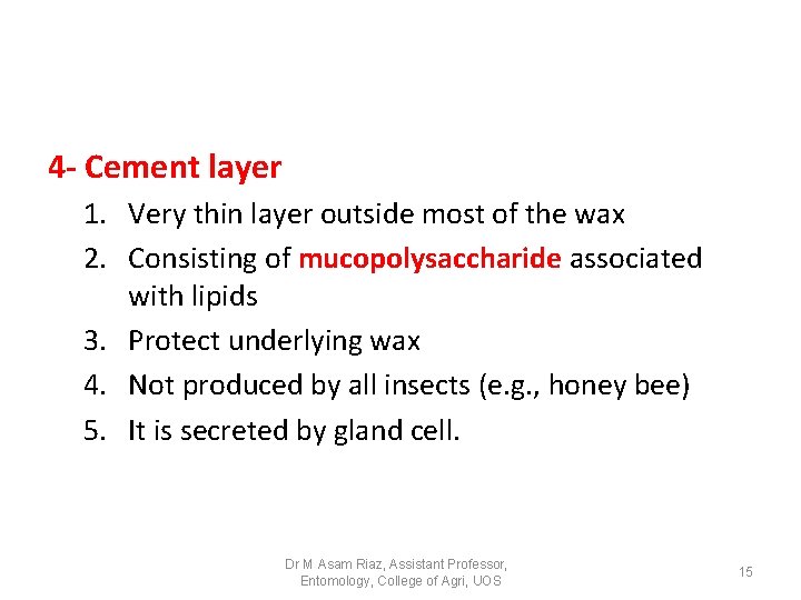 4 - Cement layer 1. Very thin layer outside most of the wax 2. 4 - Cement layer 1. Very thin layer outside most of the wax 2.