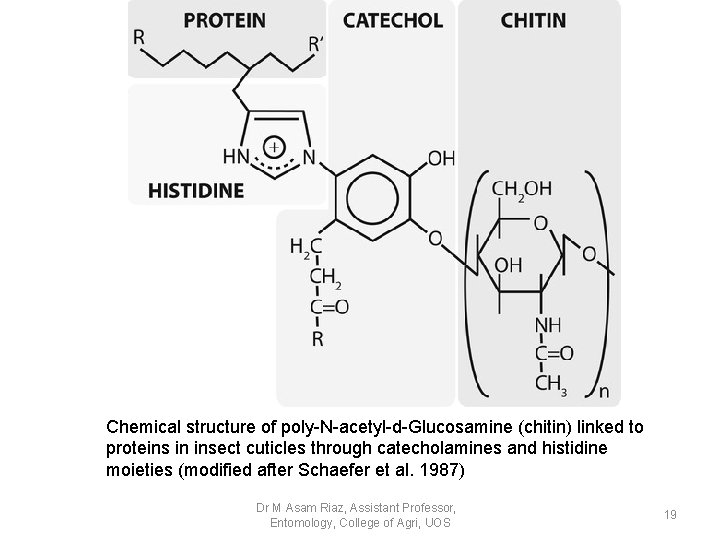 Chemical structure of poly-N-acetyl-d-Glucosamine (chitin) linked to proteins in insect cuticles through catecholamines and Chemical structure of poly-N-acetyl-d-Glucosamine (chitin) linked to proteins in insect cuticles through catecholamines and