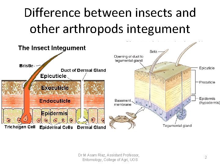Difference between insects and other arthropods integument Dr M Asam Riaz, Assistant Professor, Entomology, Difference between insects and other arthropods integument Dr M Asam Riaz, Assistant Professor, Entomology,