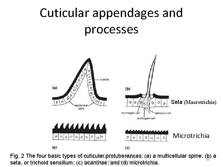 Cuticular appendages and processes Seta (Macrotrichia) Microtrichia Fig. 2 The four basic types of. Cuticular appendages and processes Seta (Macrotrichia) Microtrichia Fig. 2 The four basic types of.