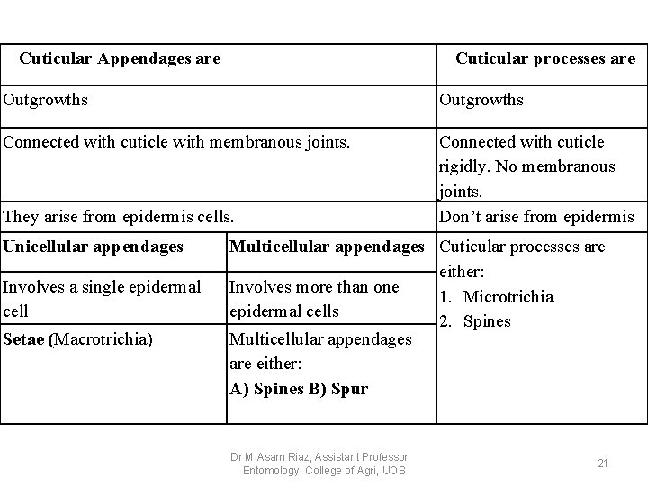 Cuticular Appendages are Cuticular processes are Outgrowths Connected with cuticle with membranous joints. Connected Cuticular Appendages are Cuticular processes are Outgrowths Connected with cuticle with membranous joints. Connected