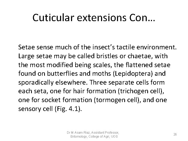 Cuticular extensions Con… Setae sense much of the insect’s tactile environment. Large setae may Cuticular extensions Con… Setae sense much of the insect’s tactile environment. Large setae may