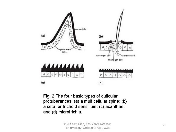 Fig. 2 The four basic types of cuticular protuberances: (a) a multicellular spine; (b) Fig. 2 The four basic types of cuticular protuberances: (a) a multicellular spine; (b)