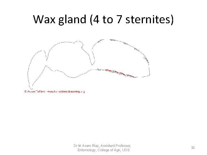 Wax gland (4 to 7 sternites) Dr M Asam Riaz, Assistant Professor, Entomology, College Wax gland (4 to 7 sternites) Dr M Asam Riaz, Assistant Professor, Entomology, College