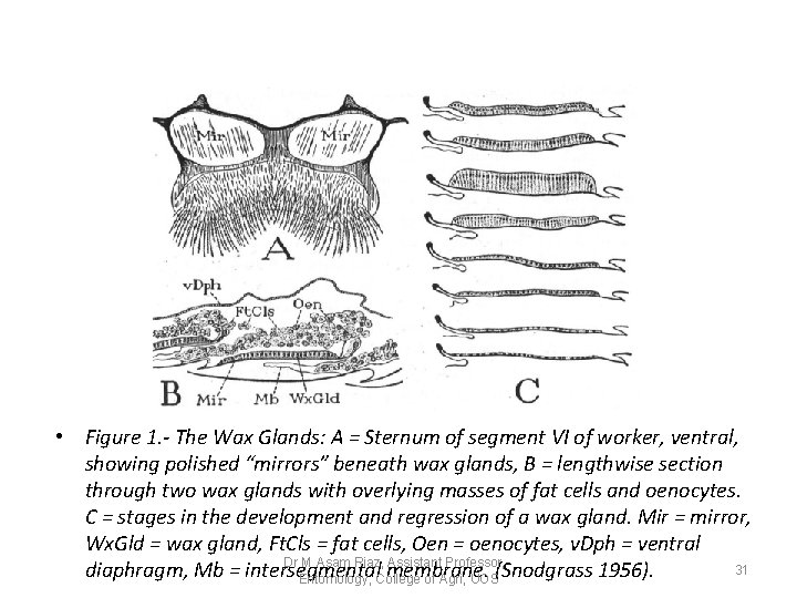 • Figure 1. - The Wax Glands: A = Sternum of segment VI • Figure 1. - The Wax Glands: A = Sternum of segment VI