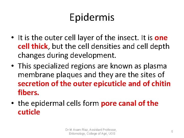 Epidermis • It is the outer cell layer of the insect. It is one Epidermis • It is the outer cell layer of the insect. It is one
