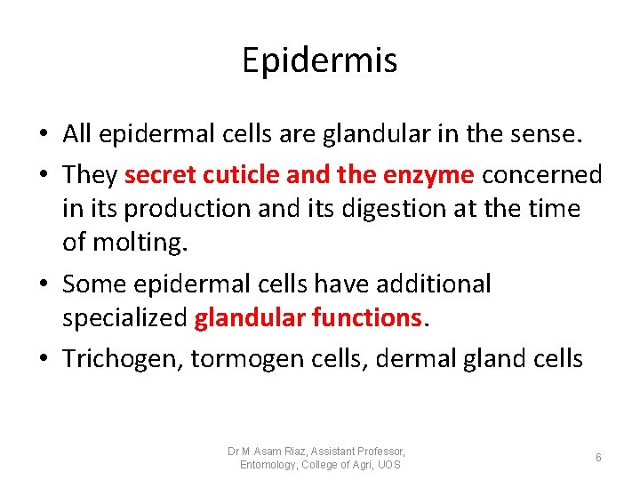 Epidermis • All epidermal cells are glandular in the sense. • They secret cuticle Epidermis • All epidermal cells are glandular in the sense. • They secret cuticle