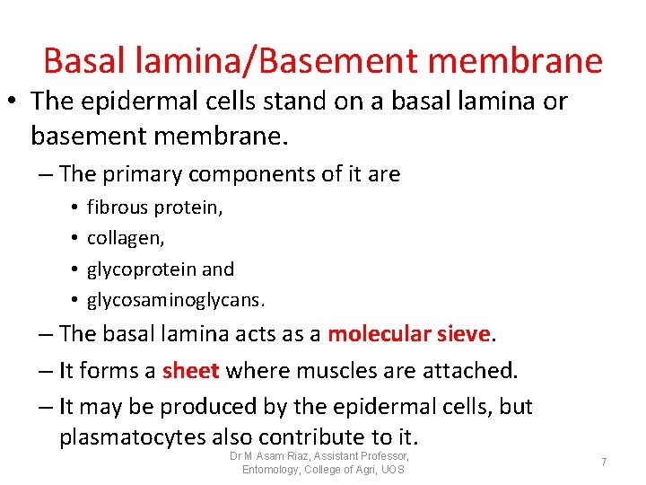 Basal lamina/Basement membrane • The epidermal cells stand on a basal lamina or basement Basal lamina/Basement membrane • The epidermal cells stand on a basal lamina or basement