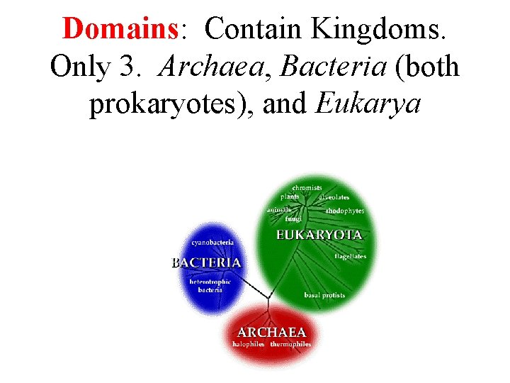 Domains: Contain Kingdoms. Only 3. Archaea, Bacteria (both prokaryotes), and Eukarya 