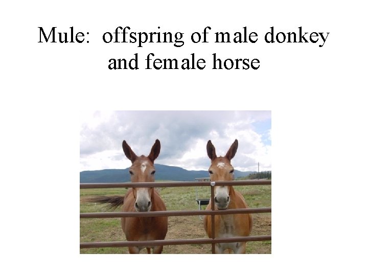 Mule: offspring of male donkey and female horse 
